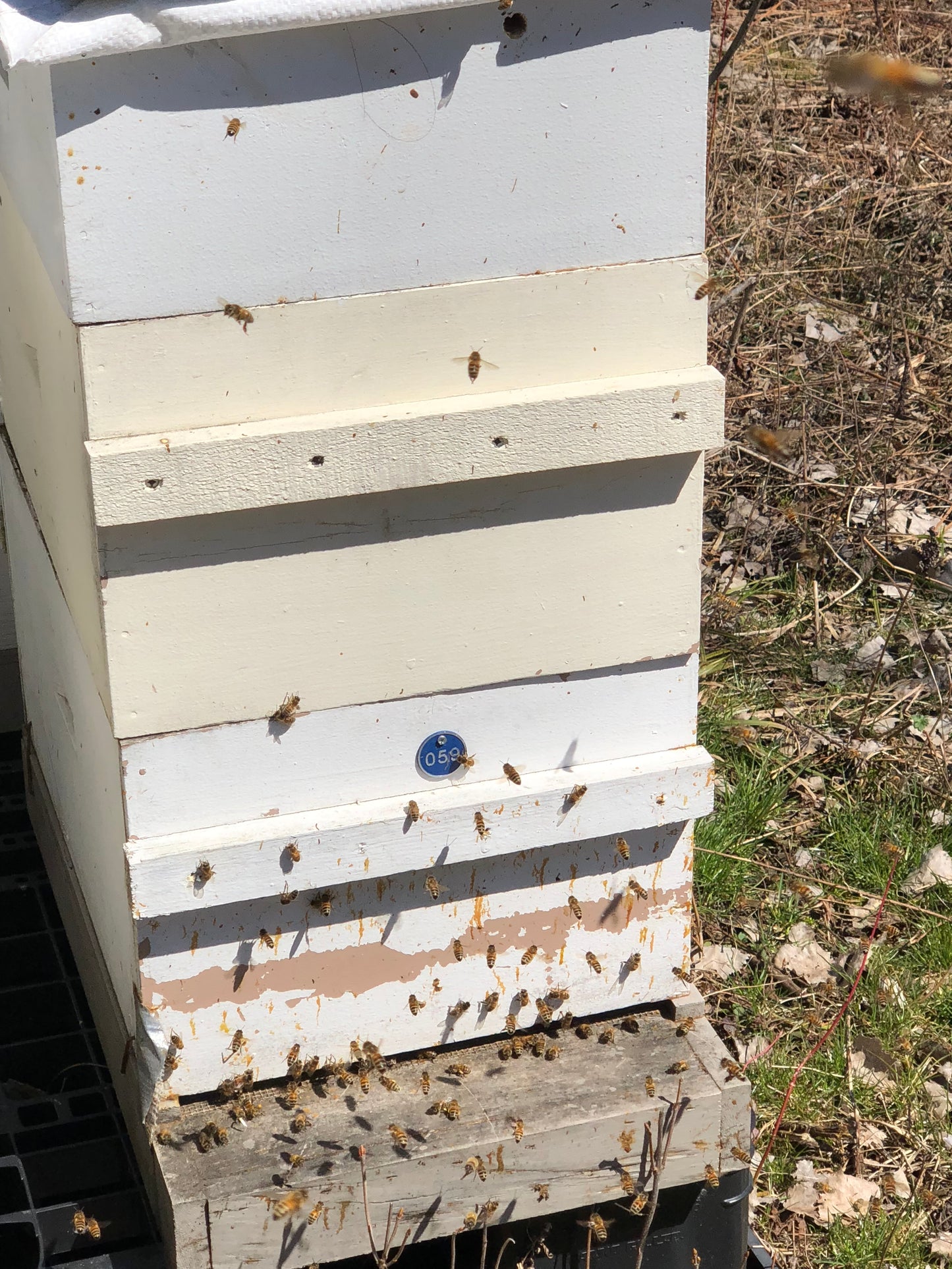3 Pound Bottle of Pure and Natural Raw Honey- Locust, Maple Trees in Finger Lakes area NY