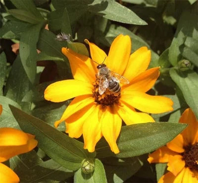 3 Pound Bottle of Pure and Natural Raw Honey- Locust, Maple Trees in Finger Lakes area NY