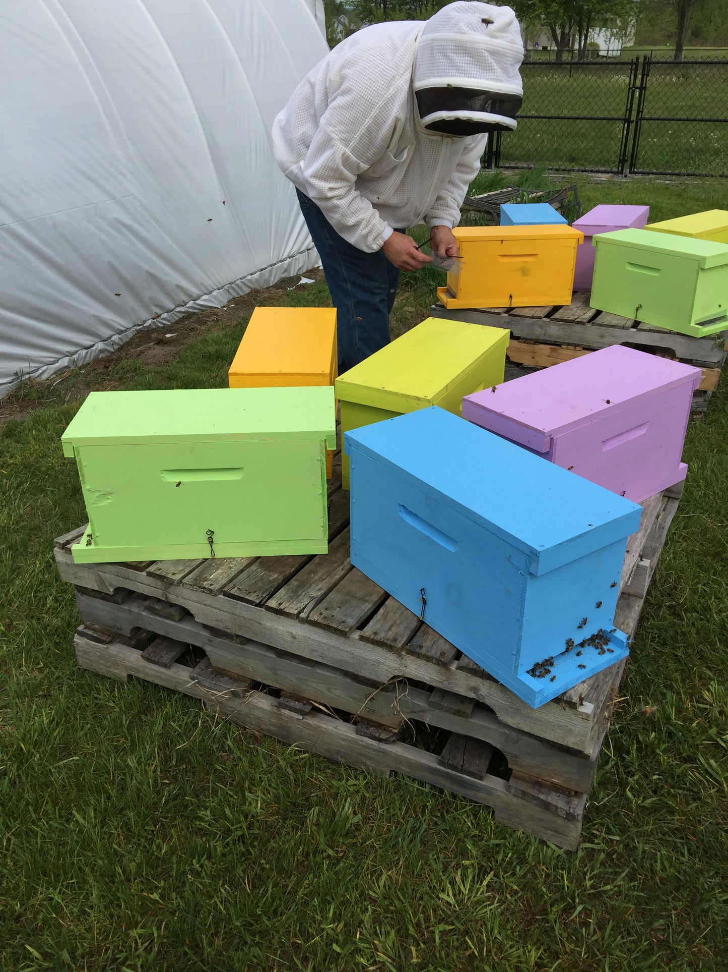 3 Pound Bottle of Pure and Natural Raw Honey- Locust, Maple Trees in Finger Lakes area NY