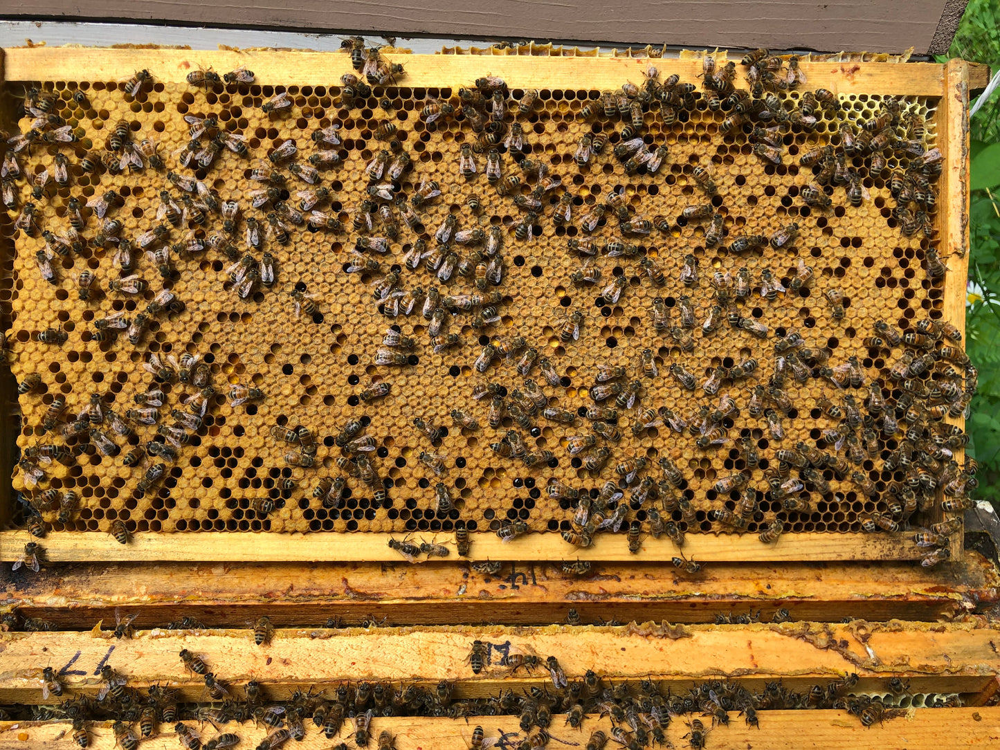 Eastern White Pine (Pinus strobus) Infused Raw Honey Honey- 5 ounces