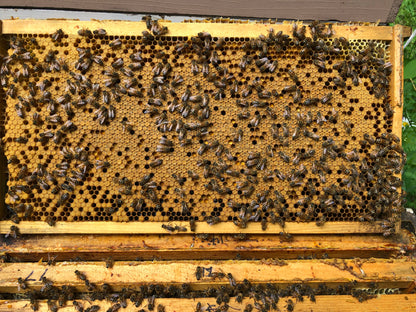 Eastern White Pine (Pinus strobus) Infused Raw Honey Honey- 5 ounces