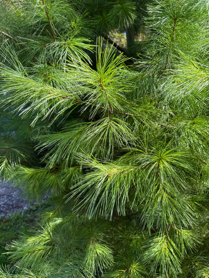 Eastern White Pine (Pinus strobus) Infused Raw Honey Honey- 5 ounces