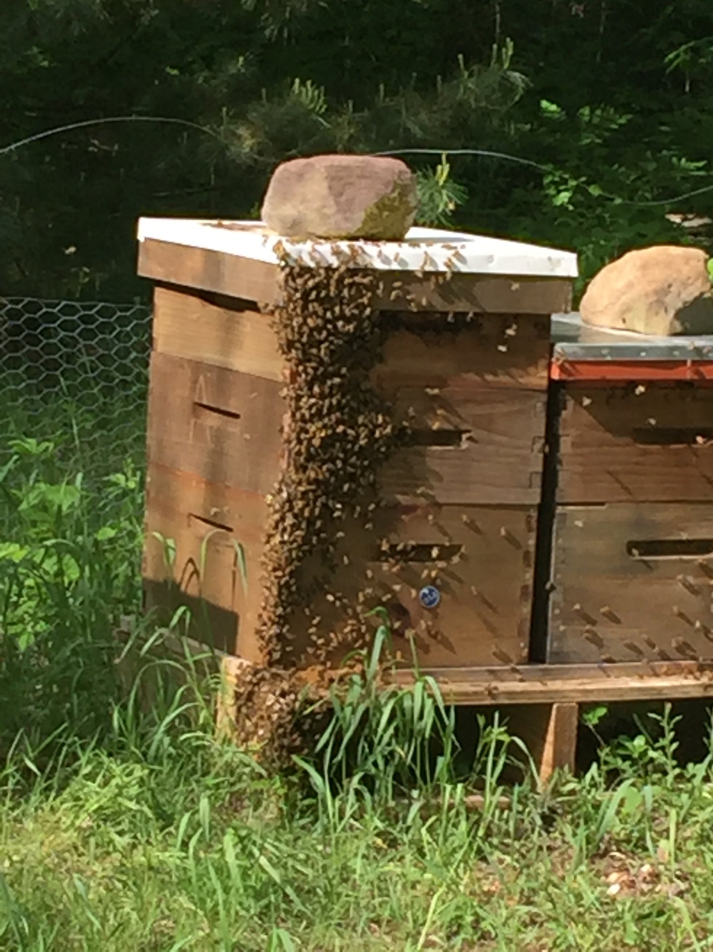 3 Pound Bottle of Pure and Natural Raw Honey- Locust, Maple Trees in Finger Lakes area NY