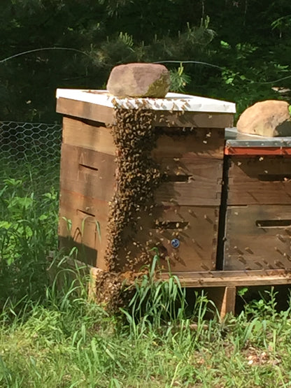 3 Pound Bottle of Pure and Natural Raw Honey- Locust, Maple Trees in Finger Lakes area NY