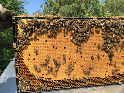 3 Pound Bottle of Pure and Natural Raw Honey- Locust, Maple Trees in Finger Lakes area NY