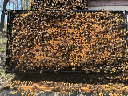 1 Pound Raw Honey from Finger Lakes Region NY- unfiltered, not pasteurized