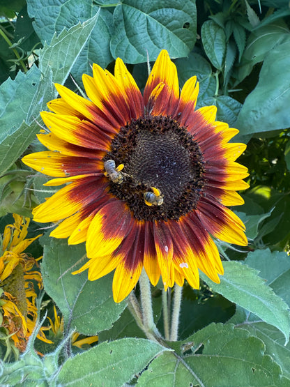 1 Pound Raw Honey from Finger Lakes Region NY- unfiltered, not pasteurized